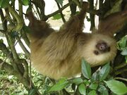 sloth