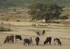 Arado cattle.jpg