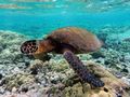 الترسة الخضراء (Chelonia mydas)
