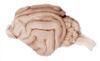 Cat brain.jpg