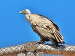 PikiWiki Israel 38863 Wildlife and Plants of Israel.JPG