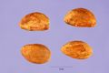 Pyrenes from the fruit of C. punctata