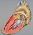 Heart left lateral view