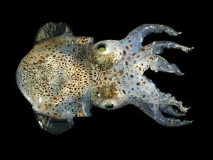 Sepiola atlantica.jpg