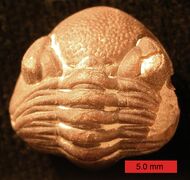 Enrolled phacopid trilobite from the Devonian of Ohio