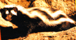 Zorilla.gif