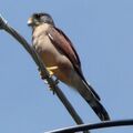 Falco araea Seychelles Kestrel side views (cropped).jpg
