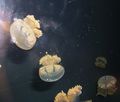 Jellyfish1.JPG