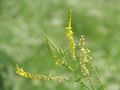 Melilotus officinalis bgiu.jpg