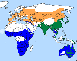 Milvus migrans distr.png