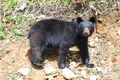 American black bear Gros Mornе NFL.jpg