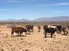 Raramuri Criollo Bulls at the Jornada Experimental Range, NM.jpg