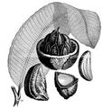 Depiction of the Brazil nut in Scientific American Supplement, No. 598, June 18, 1887