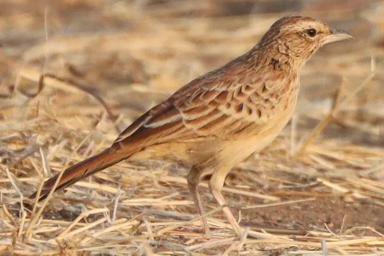 ملف:Rusty bush lark.webp