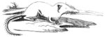 Spitzmaus mittellaendische-drawing.jpg