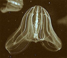 The bioluminescence sea walnut has a transient anus[39] which forms only when it needs to defecate