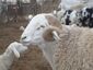 -mouton 594104331.jpg