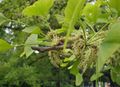 Ginkgo pollen cones
