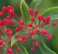K. latifolia flower buds.