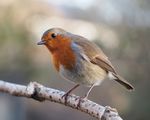 Erithacus rubecula with cocked head.jpg
