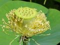 Seed head without petals