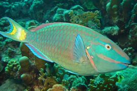 Sparisoma viride