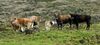 Amsterdam Island Cattle.jpg