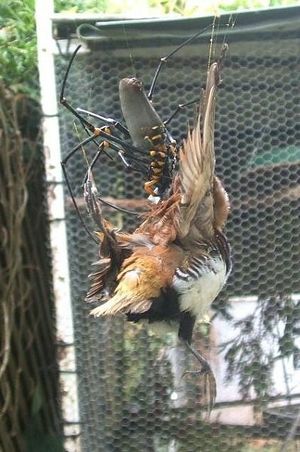 Birdeatin01600S600x600Q85.jpg