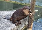 Castor canadensis - Wilhelma Zoo - Stuttgart, Germany - DSC02120.jpg