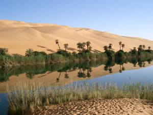 بحيرة-واحة أوباري، حيث تظهر الحشائش الخضراء وأشجار النخيل.