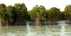 Hara Forest Qeshm Island.jpg