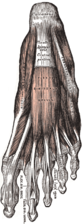 Plantar aspects of foot, varying depths (superficial to deep)