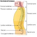 Vertebral column.
