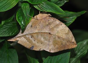 Kallima inachus qtl1.jpg