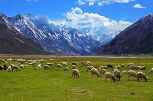 Rangdum village grazing fields.jpg