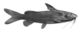 Synodontis schall.jpg