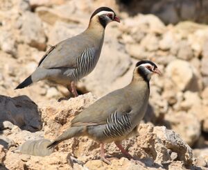 Arabian Partridge at Jebel Hafeet, Al Ain