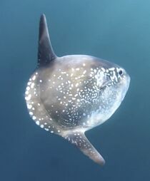 Mola tecta.jpg
