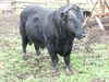 Deutsch-Angus-Bulle Valentin vom Natur-Hof Chemnitz e.V..JPG