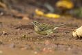 Emberiza rutila - Rötelammer, Weibchen 172845812.jpg
