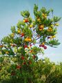Arbutus unedo