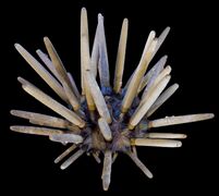 Phyllacanthus imperialis, a cidaroid sea urchin (Cidaroidea)