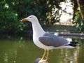 طائر بالغ، البرتغال (L. m. atlantis/lusitanius)