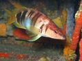 Serranus scriba
