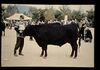 Japanese Polled = 世界の牛 無角和種（雄） (35896549093).jpg