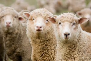Merino sheep.jpg