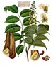 Myroxylon balsamum - Köhler–s Medizinal-Pflanzen-141.jpg