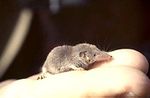 Suncus etruscus.jpg