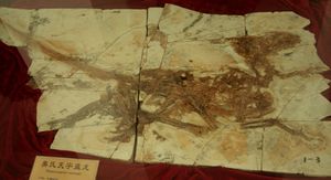 Tianyuraptor.jpg